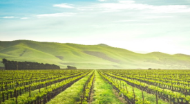 اطلاق مبادرة الاراضي الخضراء في جنوب الخليل بالتعاون مع الحكم المحلي